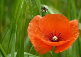 incredibly attractive Poppy Red