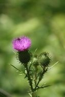 purple thistle flower on blurred green background