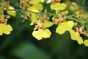 Flower Orchid Yellow