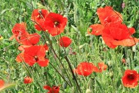 red poppies on a field among green grass