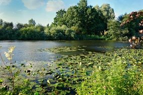 Pond in park with Waterlilies on a sunny summer day