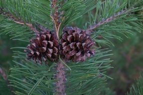 Needles on a pine tree