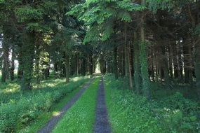 Path through fir forest