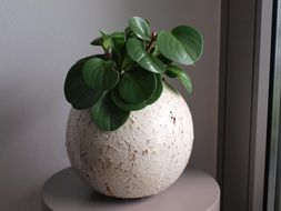 green plant in a round flower pot