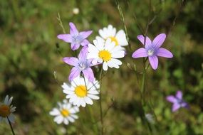 variety of meadow flowers close up