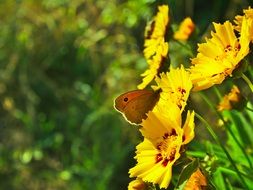 butterfly on a bush with bright yellow flowers close-up