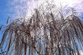 bare birch branches against the blue sky