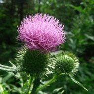 Thistle Flora Flower Wildflower