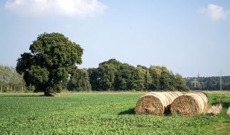 round bales of straw on a green meadow