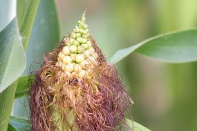 closeup of a corn with hair