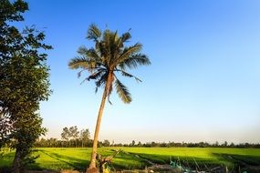 tree Countryside Landscape