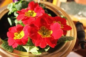 petunia bush with red flowers