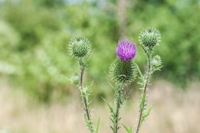 young thistle flower