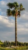 tall palm tree in the garden in cyprus
