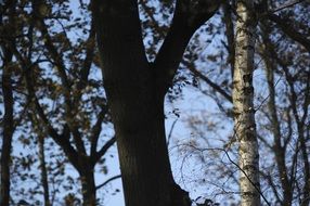 trunks of trees in autumn close-up