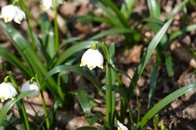 flowers like snowflakes among green grass