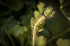 hairy bud of poppy closeup