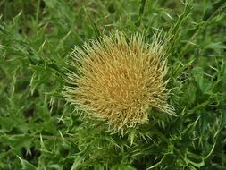 yellow thistle flower