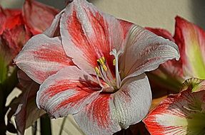 red white lily flower in nature close-up on blurred background