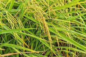 sheaves of rice