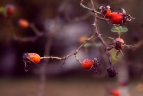 Close-up of the beautiful red and orange rosehip berries in autumn