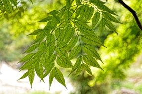 Photo of Green leaves on a tree