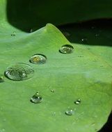 lotus drip of water