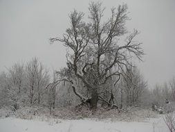 snowy nature in winter