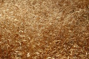 yellow grass in the sunlight