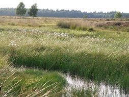 green grass among the water