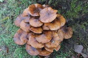 Brown fungus in the forest