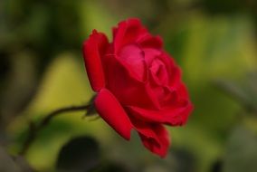 incredibly attractive Red Rose