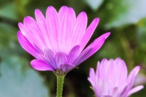 pink flowers under the bright sun close up