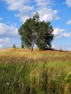 birch in the meadow on a sunny day