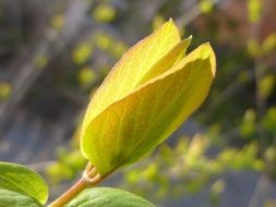 young Spring Leaf macro on blurred background