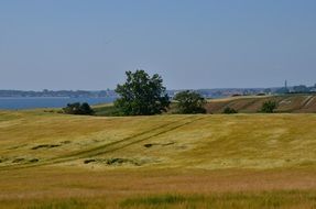 Golden Field