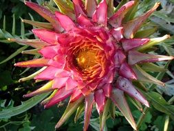 pink blooming protea
