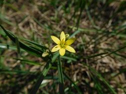 captivating Spring Grass