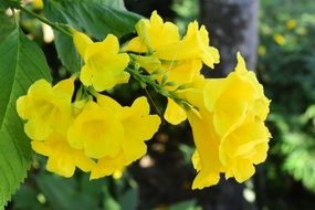 tecoma stans, yellow trumpetbush in bloom