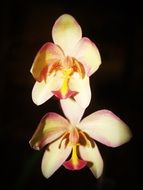 tropical orchid on black background close-up