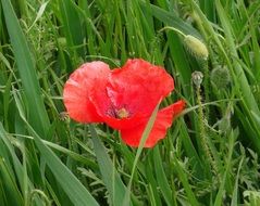 fragrant red poppy among green juicy grass