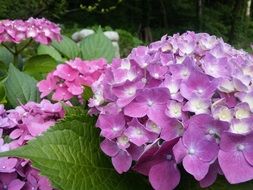 Bushes Pink Hydrangea