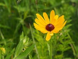 Garden Flower Nature Spring