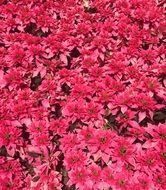 poinsettia in bloom, red floral background