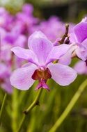 purple orchid flower therapy