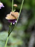 Butterfly Close Blossom