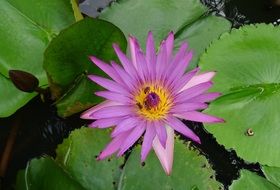 violet Water Lily in pond macro