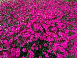 glade of bright pink flowers close-up