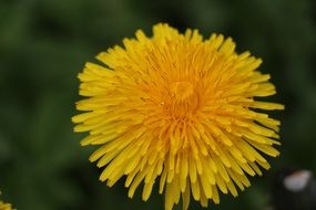 dandelion in summer close up