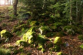 Green moss under the trees in the beautiful forest in Hornberg, Germany